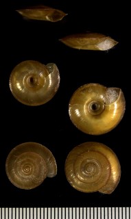 ツヤカサマイマイ Videnoida carthcartae small