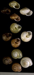 トウキョウコオオベソマイマイ Aegista tokyoensis small