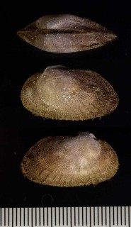 ホンエガイ Barbatia barbata small