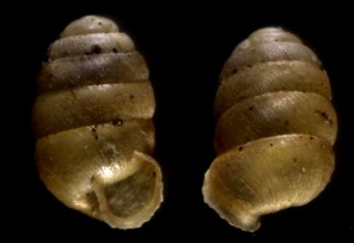 ナガナタネガイ Columella edentula small