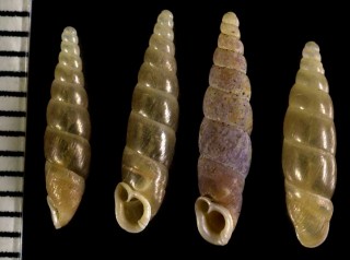 ヨワノミギセル 弱蚤煙管 Tyrannozaptyx deminuta small