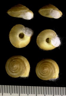 ツシマケマイマイ Aegista trochula small