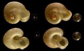 クビマキムシオイ Chamalycaeus vinctus small
