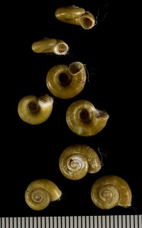 ヒメヤマクルマ Spirostoma japonica nakadai small