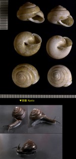 シメクチマイマイ Satsuma ferruginea small