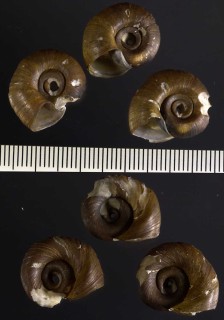 インドヒラマキガイ Indoplanorbis exustus small