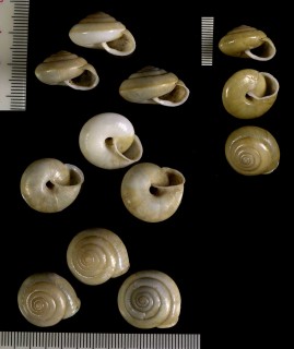ヒラコベソマイマイ Satsuma wiegmanniana small