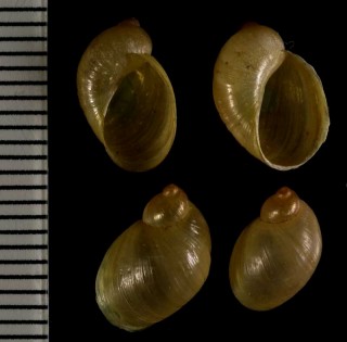 リュウキュウオカモノアラガイ Neosuccinea lyrata small