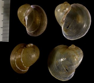 イグチモノアラガイ Radix auricularia small