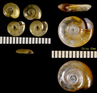 クルマヒラマキ Hippeutis cantori small