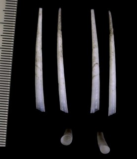 ツノガイ類 沖縄 未詳 Dentalium sp. small