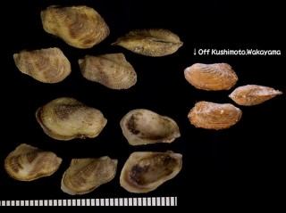 アカフクマサカヤドリエガイ 赤斑熊坂寄生江貝 Bentharca rubrotincta small