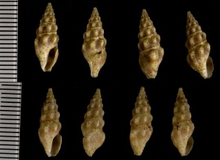 クダマキ未詳 Clavus sp. small