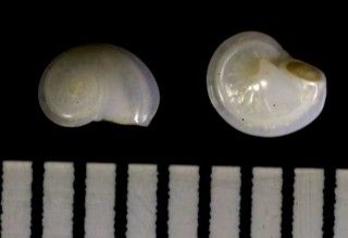 ミツカドオトギノスガイ Leucorhynchia tricarinata small