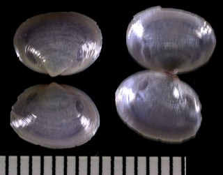 イナズママメアゲマキ Scintilla violescens small