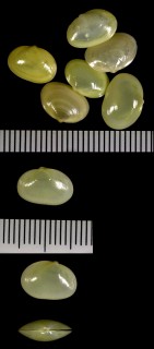 イオウノシタタリ Scintilla timorensis small