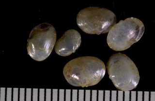 ツヤマメアゲマキ Scintilla nitidella small