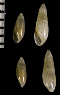 サカマキオカミミガイ Blauneria quadrasi small