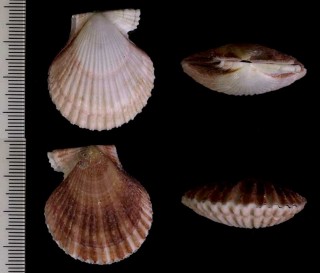 チョウセンニシキ Chlamys chosenica small