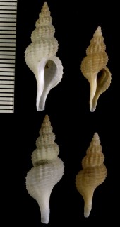 フツカナガニシ Trophonofusus muricatoides small