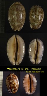 ホンヤクシマダカラ 本屋久島宝 Mauritia arabica arabica small