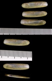 アドリアユキノアシタ Phaxas adriaticus small