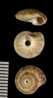 クリイロナワメグルマのアフリカの型 Heliacus implexus africanus small