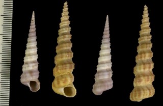 キリガイダマシの仲間 セネガル Archimediella cochlea small