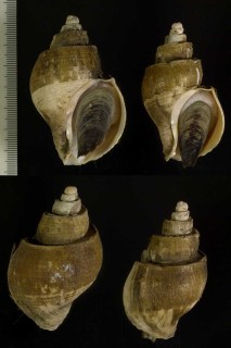 スエヒロバイ Japelion latus small