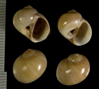 チャイロレースタマガイ Lunatia fusca small