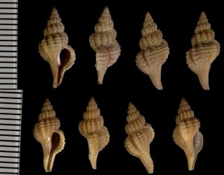 ヨーロッパツノオリイレ Trophonopsis muricatus small