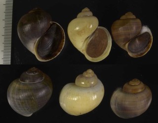 ミドリタニシモドキ Pila virens small