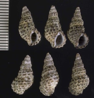 クチムラサキカニモリ Clypeomorus moniliferus small