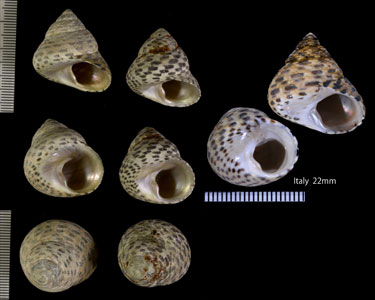 セイヨウシタダミ Monodonta turbinata small