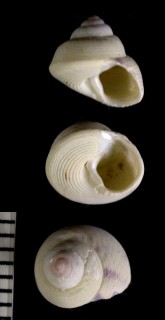 シロアヤシタダミ Gibbula tumida small