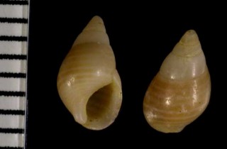 カリブヨコスジタマキビモドキ Planaxis lineatus small
