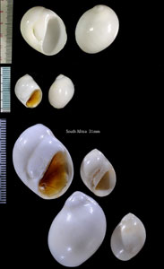 トミガイ Polinices mammilla small
