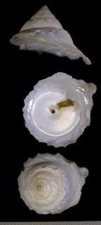 カリブキヌガサ Onustus caribaeum small
