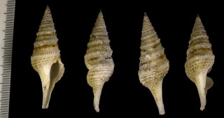 ジュズカケクダマキ Gemmula kieneri small