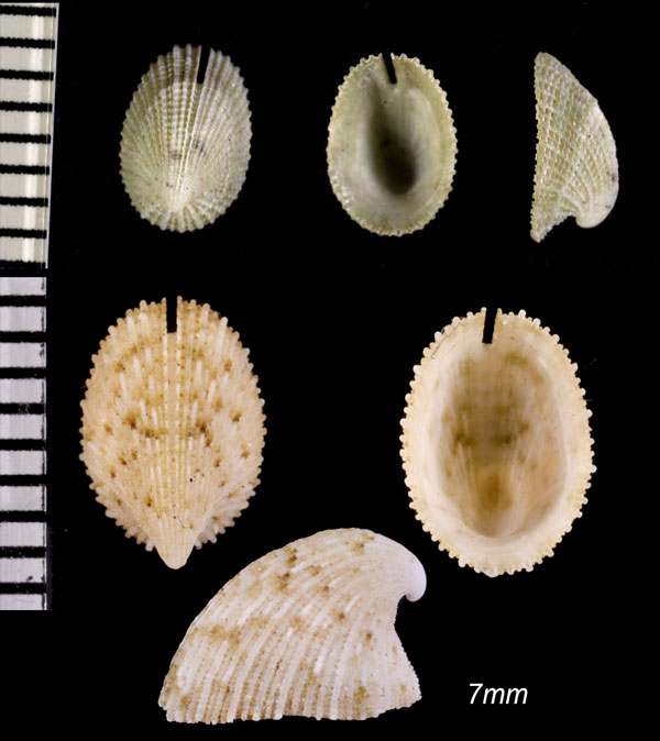 ダンダラスソキレ Emarginula maculata small
