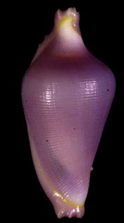 コボレバケボリ Dentiovula colobica small