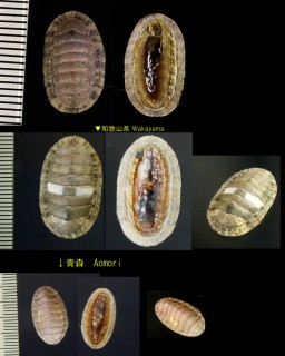 ウスヒザラ Ischnochiton comptus small