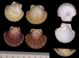 ツヤカスリイタヤ Pecten raveneli small