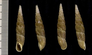 トクサギセル 木賊煙管 Mesophaedusa hiraseana small