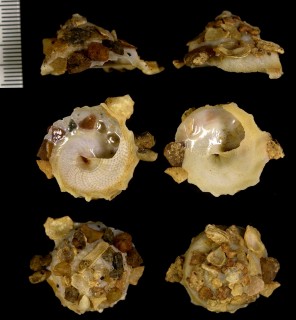 インドシワクマサカ (仮称) Xenophora corrugata small