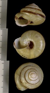 ミチノクマイマイ Euhadra grata gratoides small