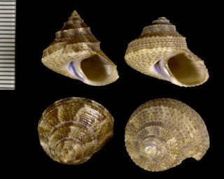 パルマーエビス Calliostoma palmeri small