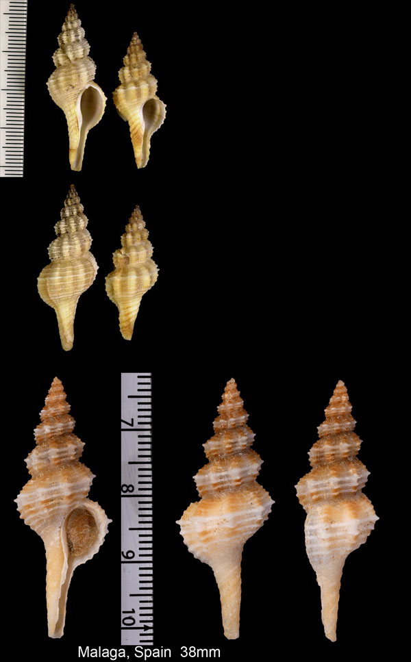 ナガシラクサナガニシ Fusinus pulchellus small