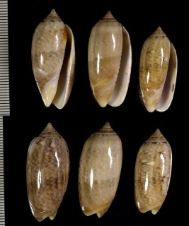 モヨウマクラ Oliva flammulata small