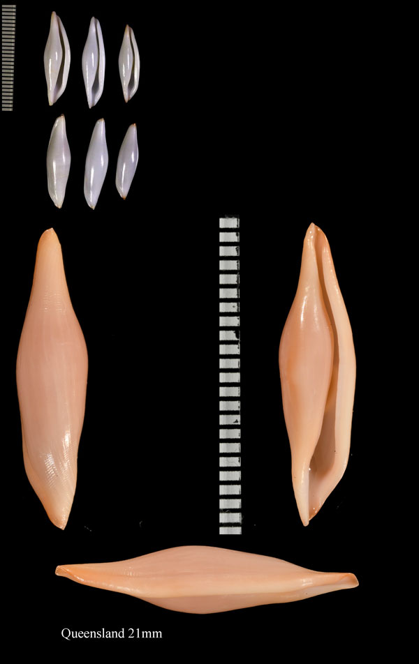 アンガスキヌヅツミ Phenacovolva angasi small